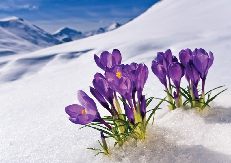 Image result for flowers blooming from snow